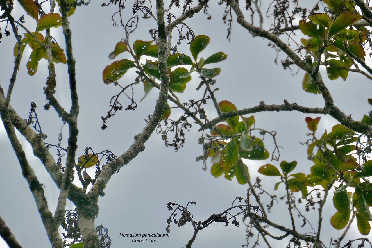Homalium paniculatum. Corce blanc  .bois de bassin.( avec inflorescences sèches ) salicaceae.endémique Réunion Maurice..jpeg