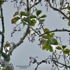 Homalium paniculatum. Corce blanc  .bois de bassin.( avec inflorescences sèches ) salicaceae.endémique Réunion Maurice..jpeg