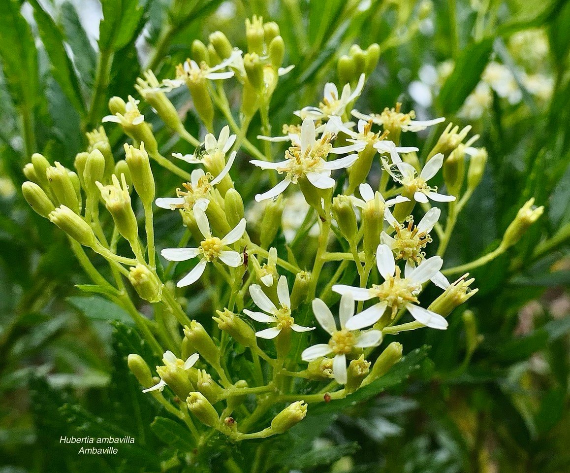 Hubertia ambavilla  Ambaville  asteraceae  endémique Réunion Maurice (1).jpeg