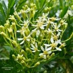 Hubertia ambavilla  Ambaville  asteraceae  endémique Réunion Maurice (1).jpeg