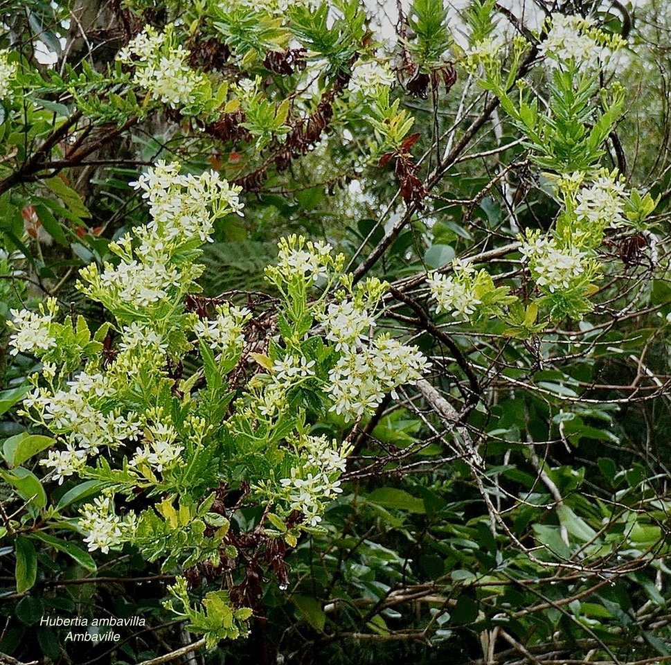 Hubertia ambavilla  Ambaville  asteraceae  endémique Réunion Maurice.jpeg