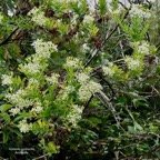 Hubertia ambavilla  Ambaville  asteraceae  endémique Réunion Maurice.jpeg