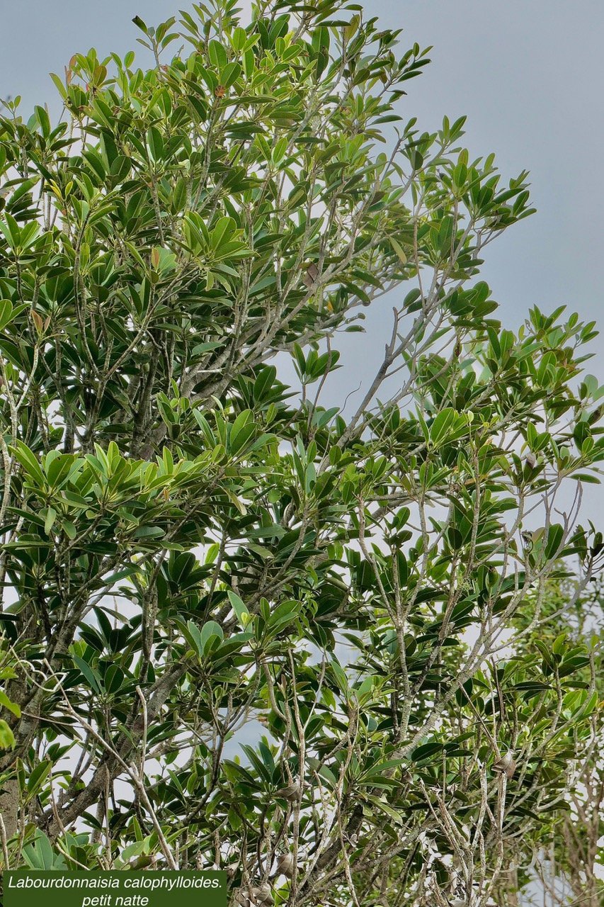 Labourdonnaisia calophylloides. petit natte .sapotaceae. endémique Réunion Maurice ..jpeg