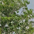 Labourdonnaisia calophylloides. petit natte .sapotaceae. endémique Réunion Maurice ..jpeg