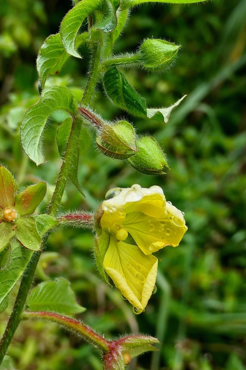 Ludwigia jussiaeoides ? ?  onagraceae.indigène Réunion ?.jpeg