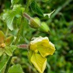 Ludwigia jussiaeoides ? ?  onagraceae.indigène Réunion ?.jpeg