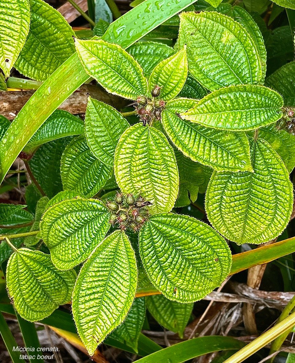 Miconia crenata.( Clidemia hirta ) tabac boeuf.melastomataceae.espèce envahissante..jpeg