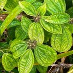 Miconia crenata.( Clidemia hirta ) tabac boeuf.melastomataceae.espèce envahissante..jpeg