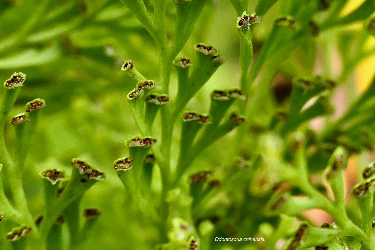 Odontosoria chinensis.( Sphenomeris chinensiis) . sores au sommet,à l'extrémité des derniers lobes du limbe de la fronde. lindsaeaceae.indigène Réunion..jpeg