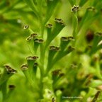 Odontosoria chinensis.( Sphenomeris chinensiis) . sores au sommet,à l'extrémité des derniers lobes du limbe de la fronde. lindsaeaceae.indigène Réunion..jpeg