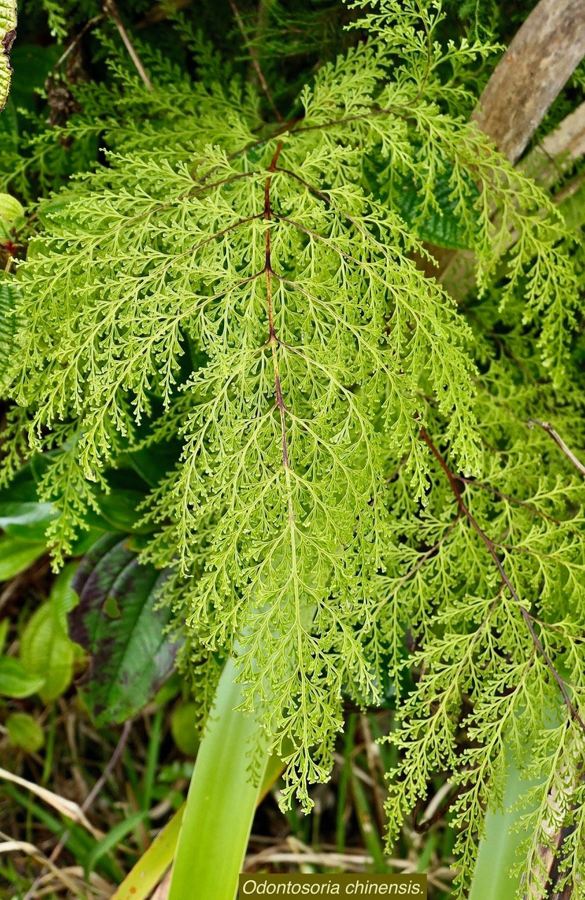 Odontosoria chinensis.( Sphenomeris chinensiis) lindsaeaceae.indigène Réunion. (1).jpeg