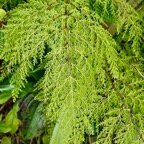 Odontosoria chinensis.( Sphenomeris chinensiis) lindsaeaceae.indigène Réunion. (1).jpeg