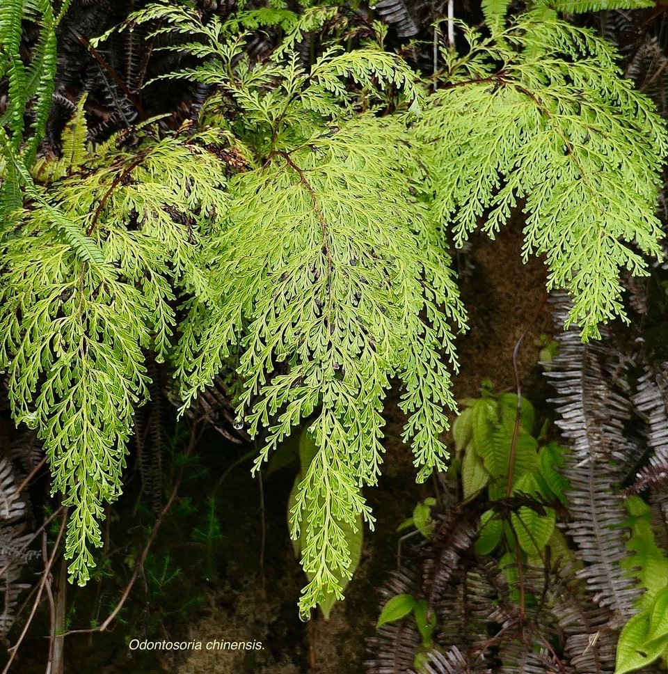 Odontosoria chinensis.( Sphenomeris chinensiis) lindsaeaceae.indigène Réunion..jpeg