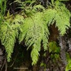 Odontosoria chinensis.( Sphenomeris chinensiis) lindsaeaceae.indigène Réunion..jpeg