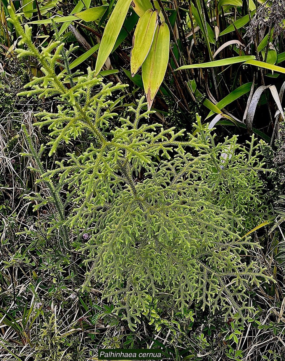 Palhinhaea cernua..Lycopodiella cernua fougère décorative.fougère la mariée.lycopodiaceae.indigène Réunion..jpeg