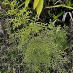 Palhinhaea cernua..Lycopodiella cernua fougère décorative.fougère la mariée.lycopodiaceae.indigène Réunion..jpeg