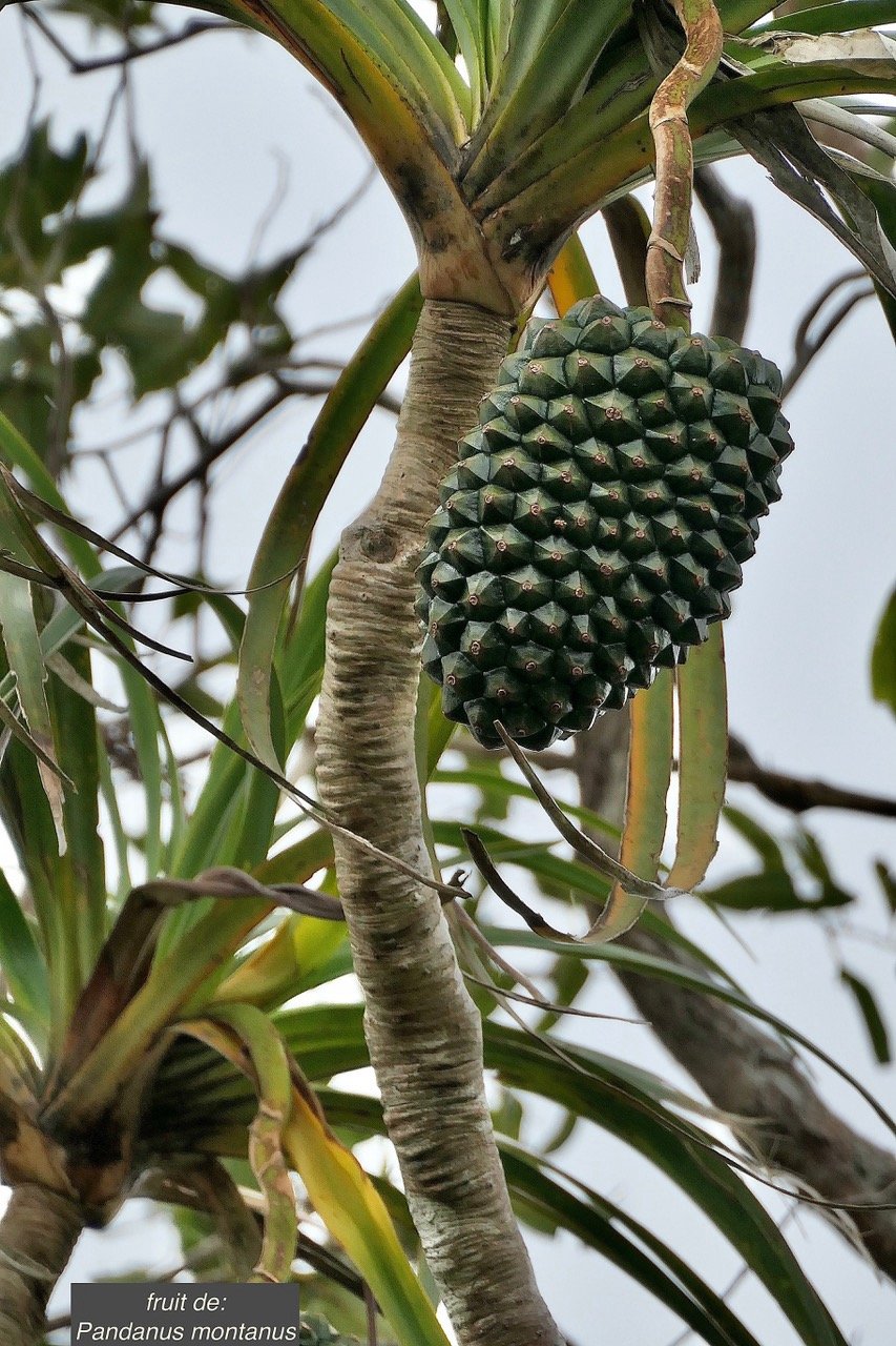 Pandanus montanus Bory. pimpin.vacoi des montagnes ( fruit ) .pandanaceae.endémique Réunion..jpeg