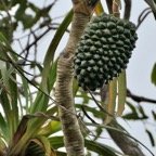 Pandanus montanus Bory. pimpin.vacoi des montagnes ( fruit ) .pandanaceae.endémique Réunion..jpeg