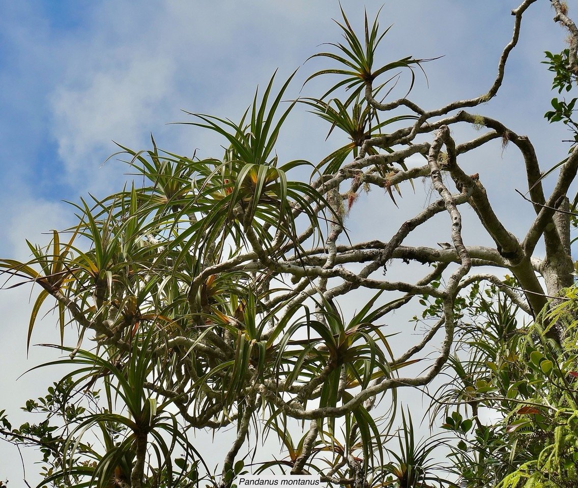 Pandanus montanus Bory. pimpin.vacoi des montagnes.pandanaceae.endémique Réunion..jpeg