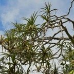Pandanus montanus Bory. pimpin.vacoi des montagnes.pandanaceae.endémique Réunion..jpeg
