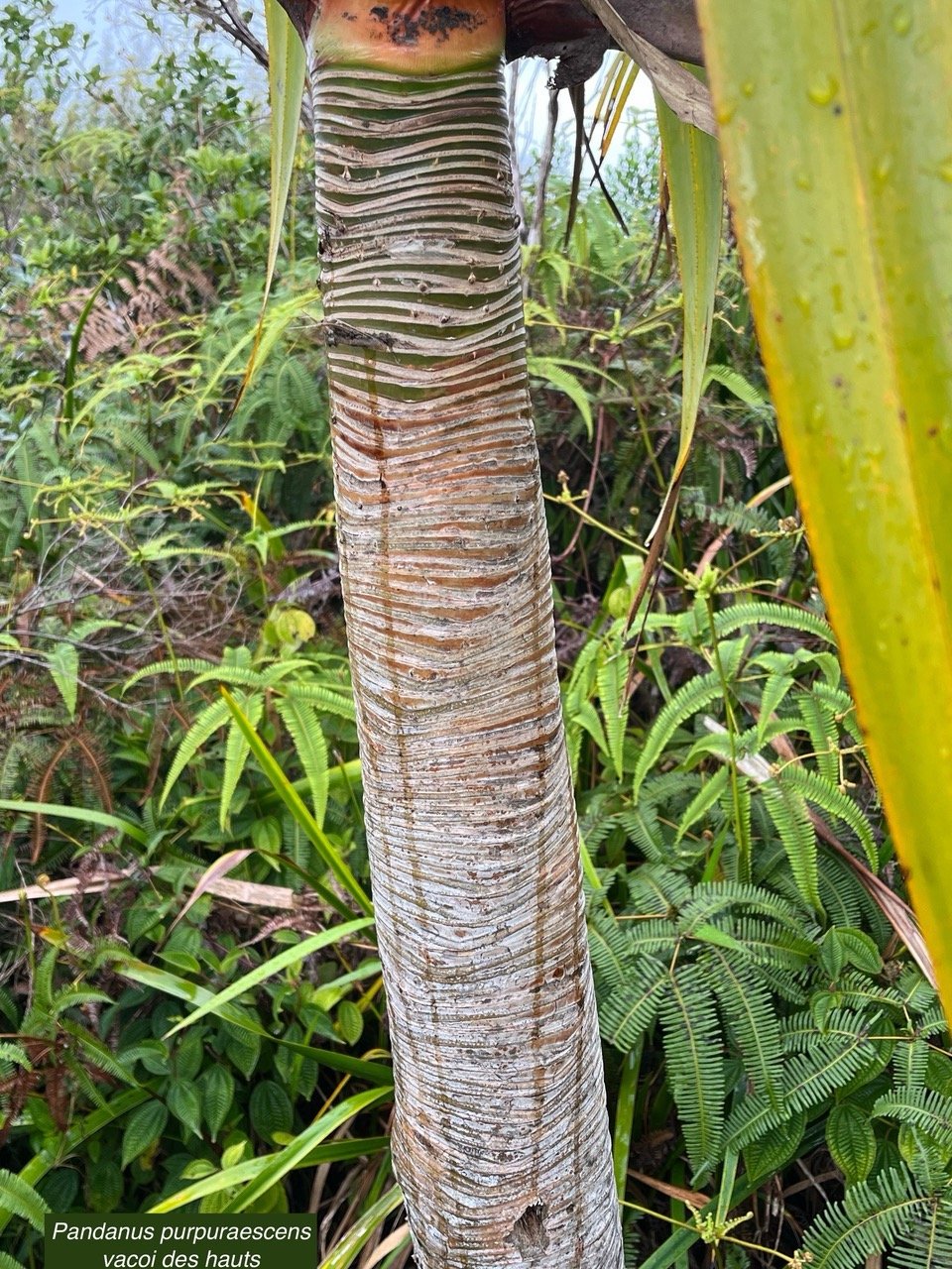 Pandanus purpuraescens vacoi des hauts( tronc ).pandanaceae.endémique Réunion..jpeg