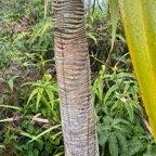 Pandanus purpuraescens vacoi des hauts( tronc ).pandanaceae.endémique Réunion..jpeg