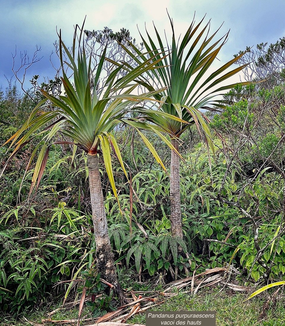 Pandanus purpuraescens vacoi des hauts.pandanaceae.endémique Réunion..jpeg