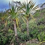 Pandanus purpuraescens vacoi des hauts.pandanaceae.endémique Réunion..jpeg