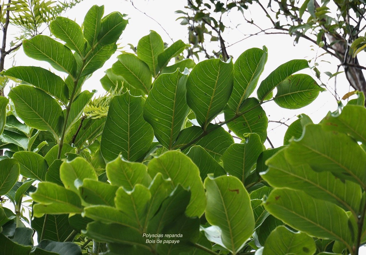 Polyscias repanda  Bois de papaye. araliaceae.endémique Réunion. (1).jpeg