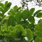 Polyscias repanda  Bois de papaye. araliaceae.endémique Réunion. (1).jpeg