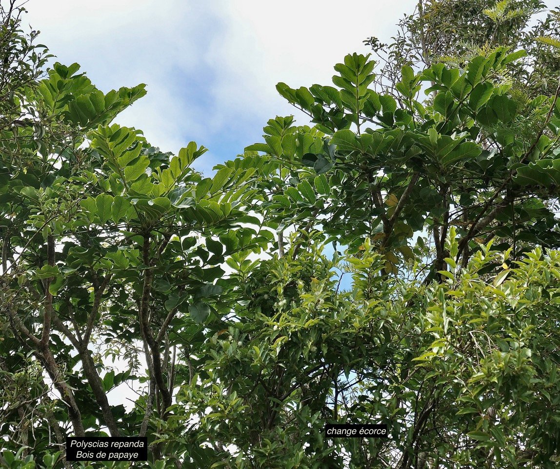 Polyscias repanda  Bois de papaye. araliaceae.endémique Réunion..jpeg
