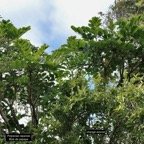 Polyscias repanda  Bois de papaye. araliaceae.endémique Réunion..jpeg