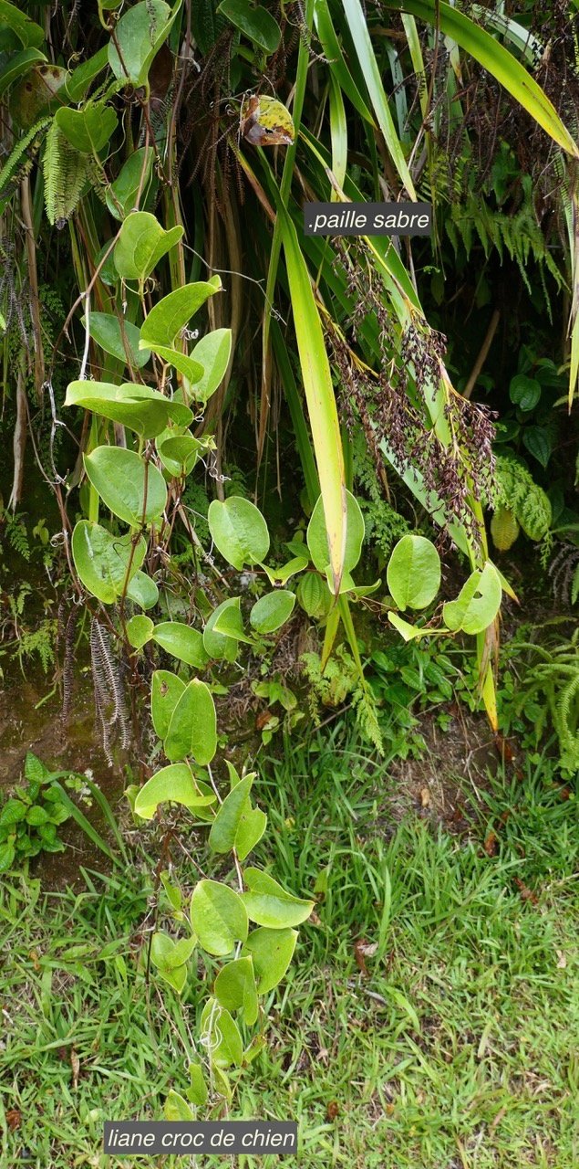 Smilax anceps.liane croc de  etMachaerina iridifolia .paille sabre.cyperaceae.en haut à droite.jpeg