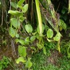 Smilax anceps.liane croc de  etMachaerina iridifolia .paille sabre.cyperaceae.en haut à droite.jpeg