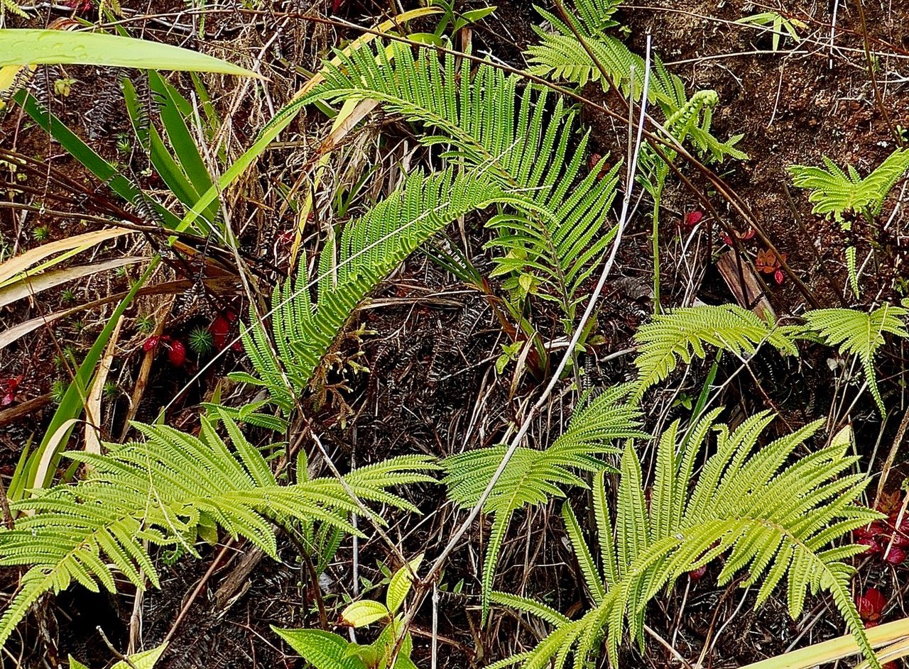 Sphaerostephanos unitus .thelypteridaceae.indigène Réunion..jpeg