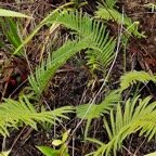 Sphaerostephanos unitus .thelypteridaceae.indigène Réunion..jpeg