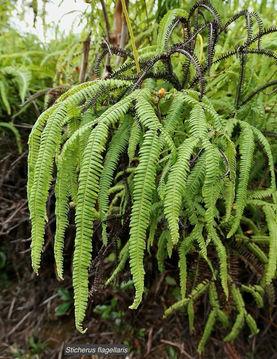 Sticherus flagellaris .gleichenaceae.endémique Madagascar Seychelles Mascareignes. (1).jpeg