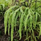 Sticherus flagellaris .gleichenaceae.endémique Madagascar Seychelles Mascareignes. (1).jpeg