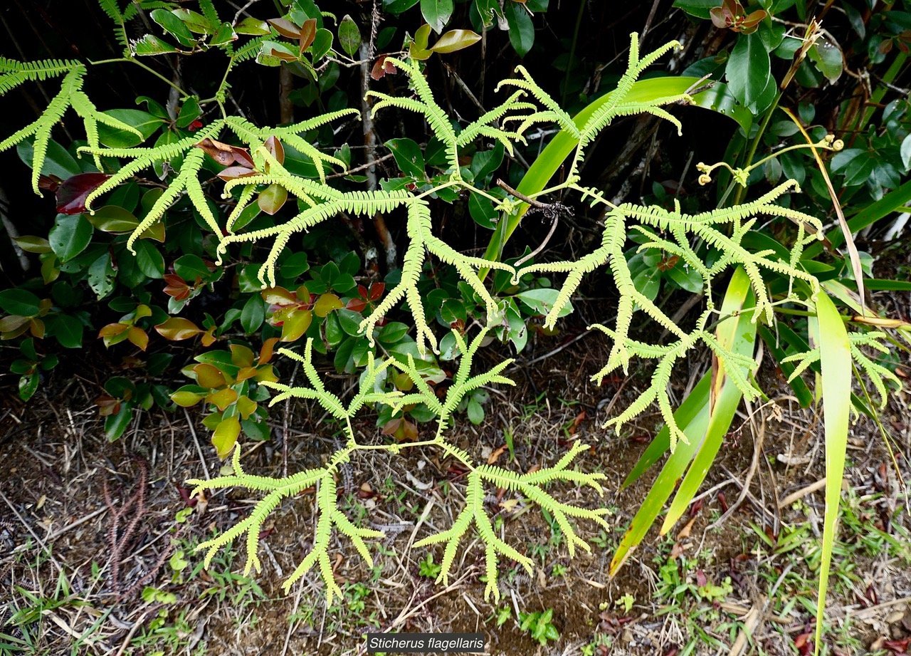 Sticherus flagellaris .gleichenaceae.endémique Madagascar Seychelles Mascareignes..jpeg