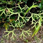 Sticherus flagellaris .gleichenaceae.endémique Madagascar Seychelles Mascareignes..jpeg