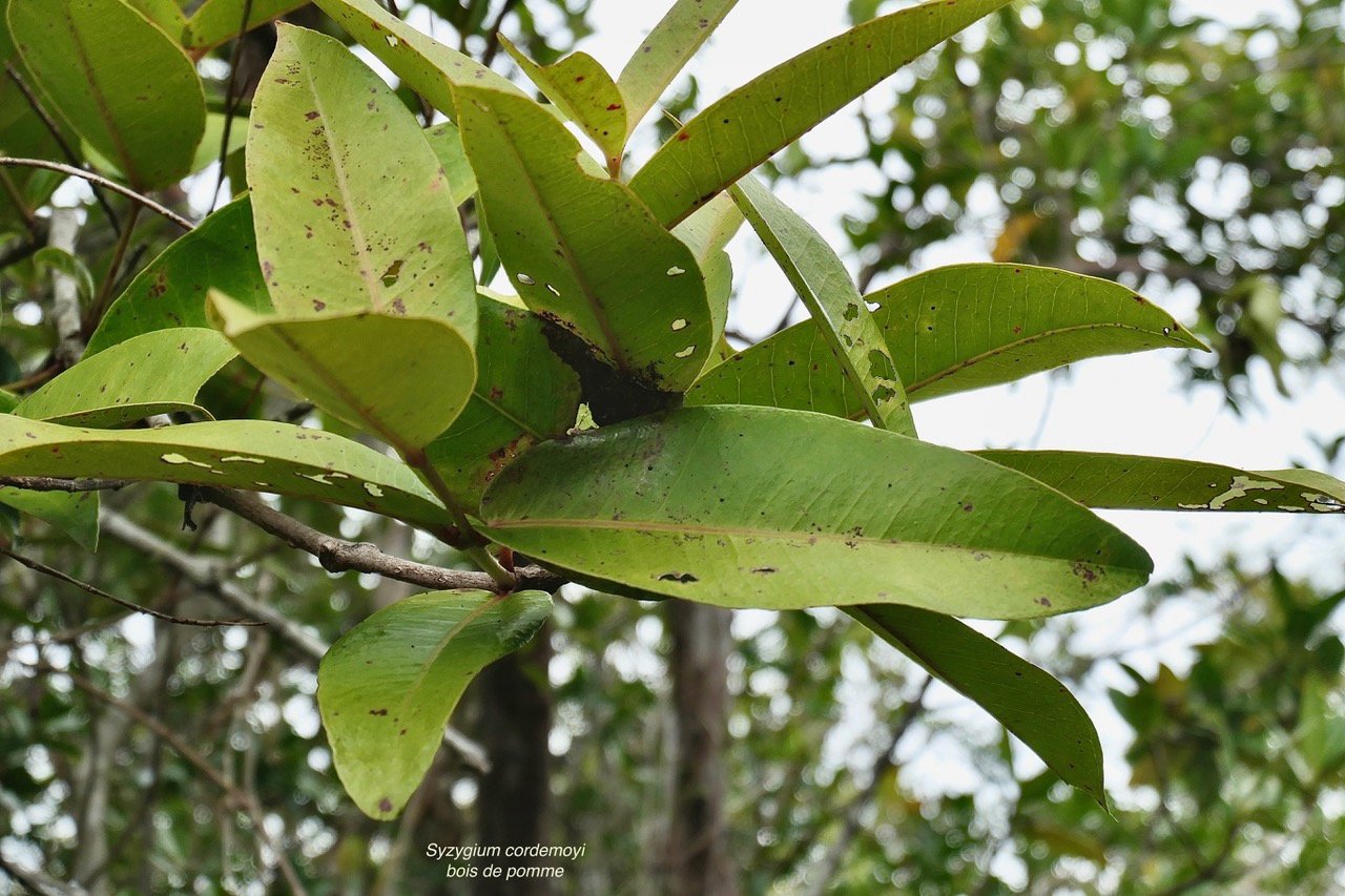 Syzygium cordemoyi Bosser et Cadet.bois de pomme.myrtaceae.endémique Réunion..jpeg
