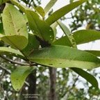 Syzygium cordemoyi Bosser et Cadet.bois de pomme.myrtaceae.endémique Réunion..jpeg