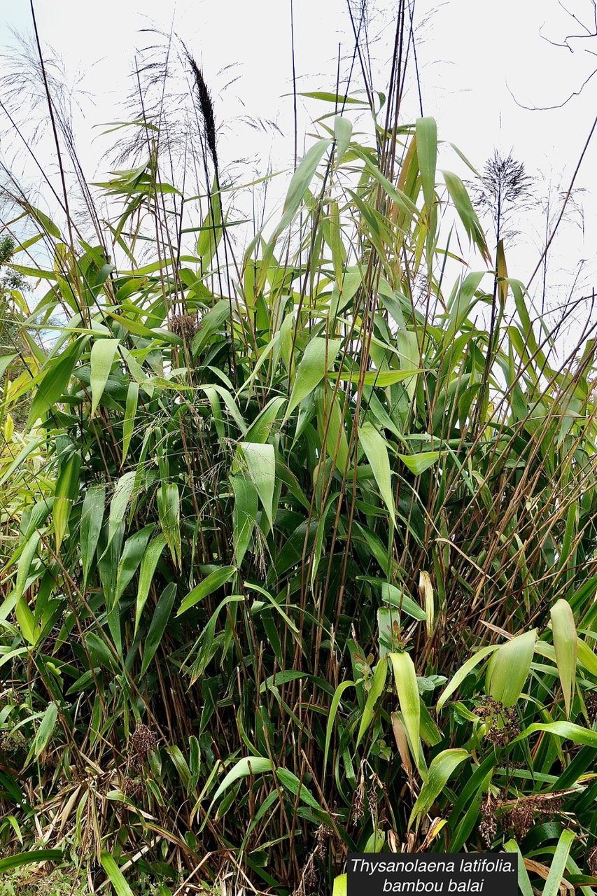 Thysanolaena latifolia.bambou balai.poaceae.espèce cultivée..jpeg