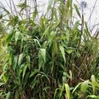 Thysanolaena latifolia.bambou balai.poaceae.espèce cultivée..jpeg
