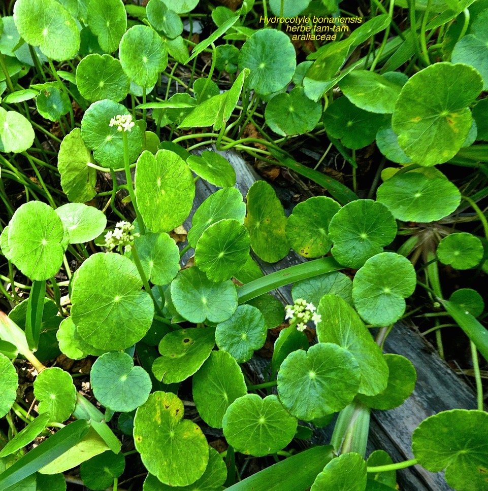 Hydrocotyle bonariensis.herbe tam-tam .araliaceae .espèce envahissante .P1650058