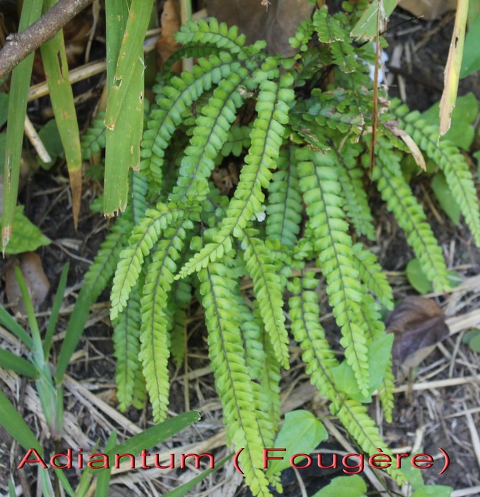 Adiantum hispidulum-Pteridacée-I