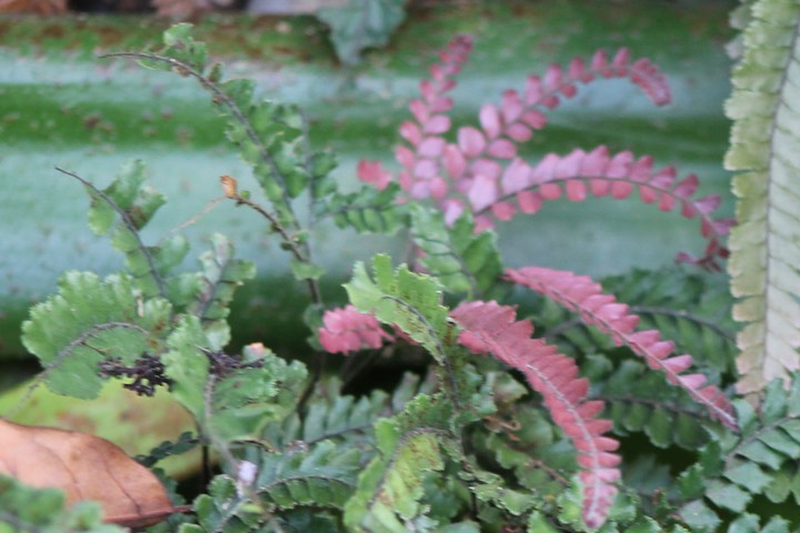 Adiantum