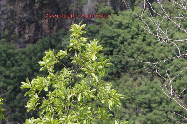 Avocat marron - Litsea glutinosa
