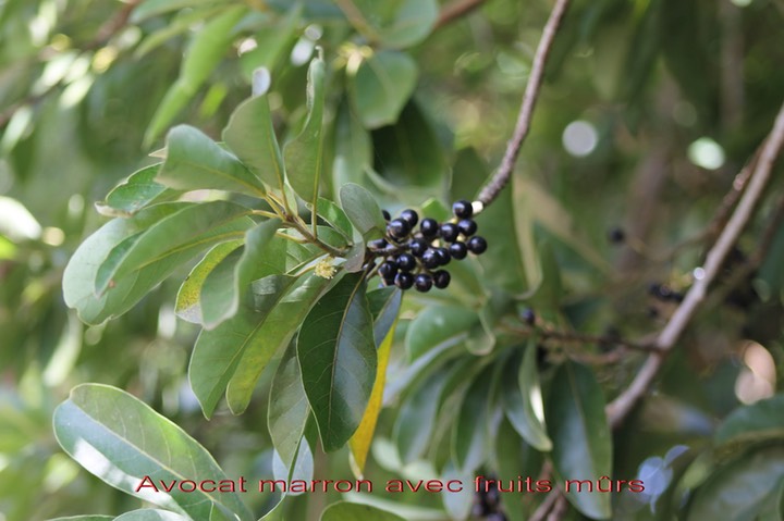 Avocat marron avec fruits- Litsea glutinosa- Lauracée - exo