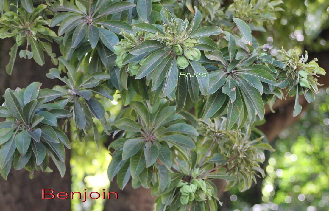 Benjoin - Terminalia bentzoe - Cobrétacée - E Masca